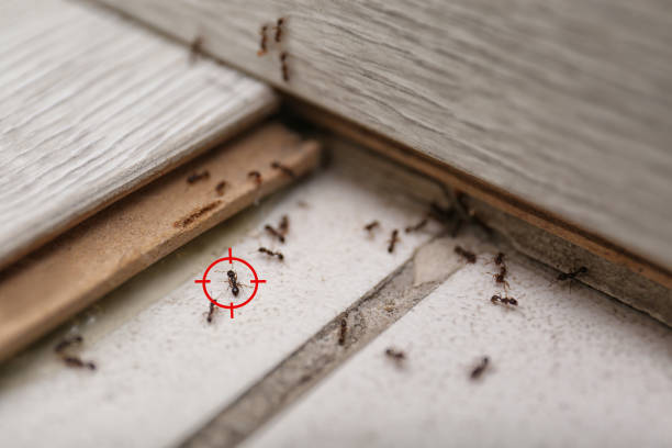 Professional Pest Control in Plumas Lake, CA