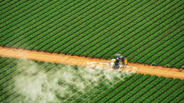 Best Ant Control Services  in Plumas Lake, CA