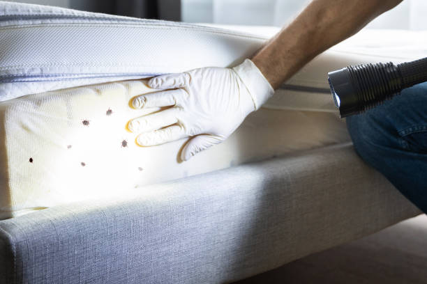 Best Pest Control for Homes  in Plumas Lake, CA