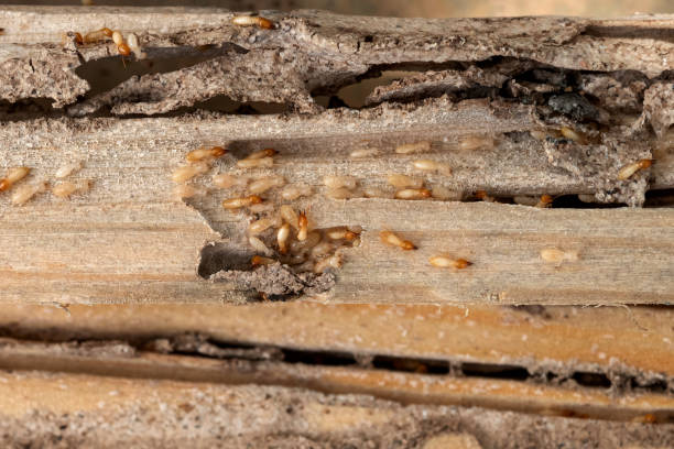 Best Local Pest Control Services  in Plumas Lake, CA