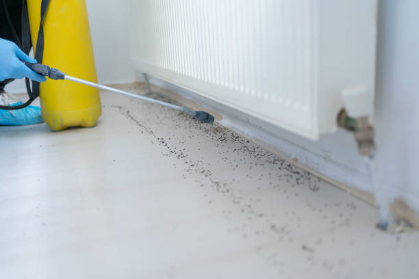 Best Insect Control  in Plumas Lake, CA